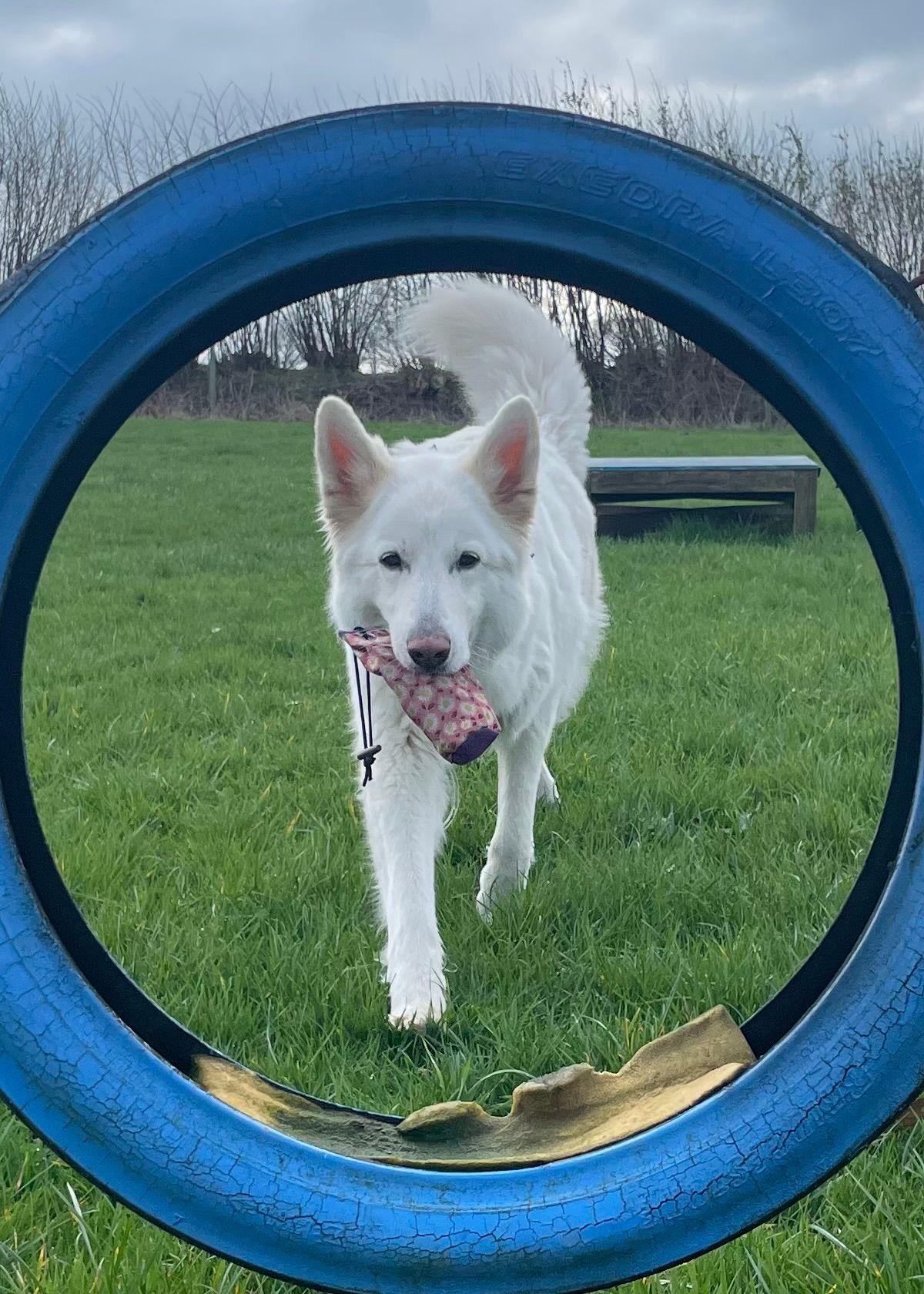 White dog with a toy in its mouth walking through a blue tire in an outdoor grassy area.