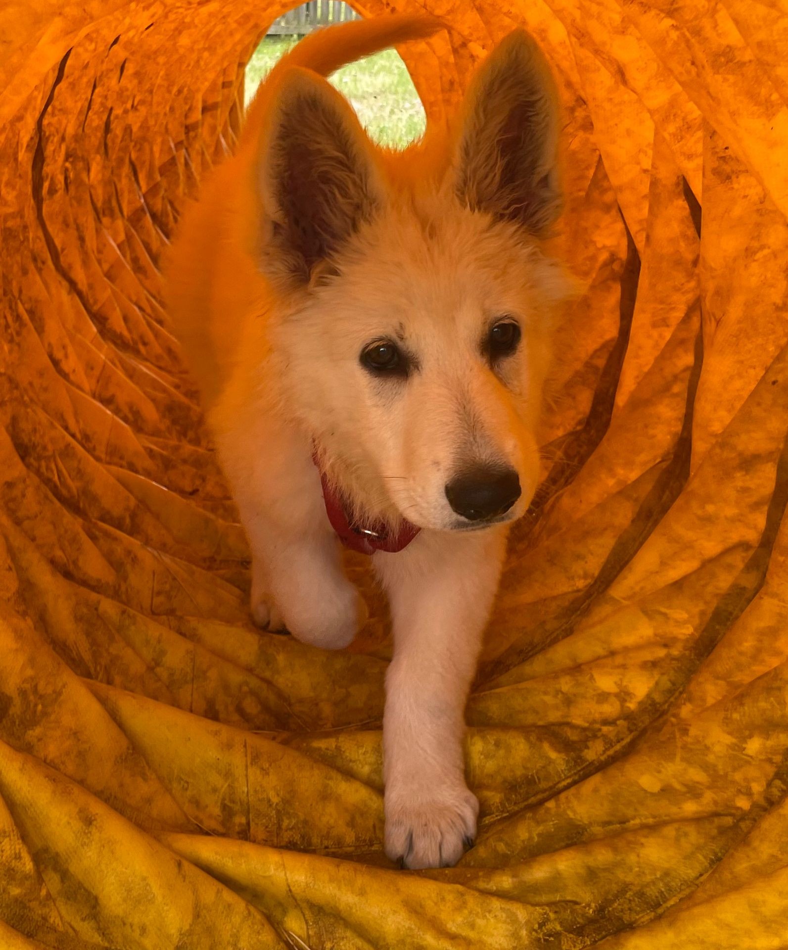 A dog walking through an orange agility tunnel on a grassy field.