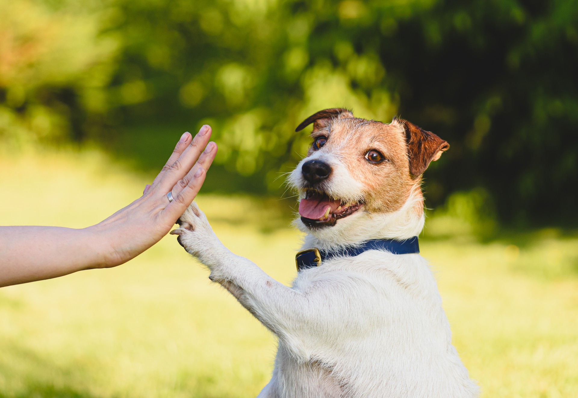 Hund gibt Pfote an eine Frau, die eine High-Five-Geste macht