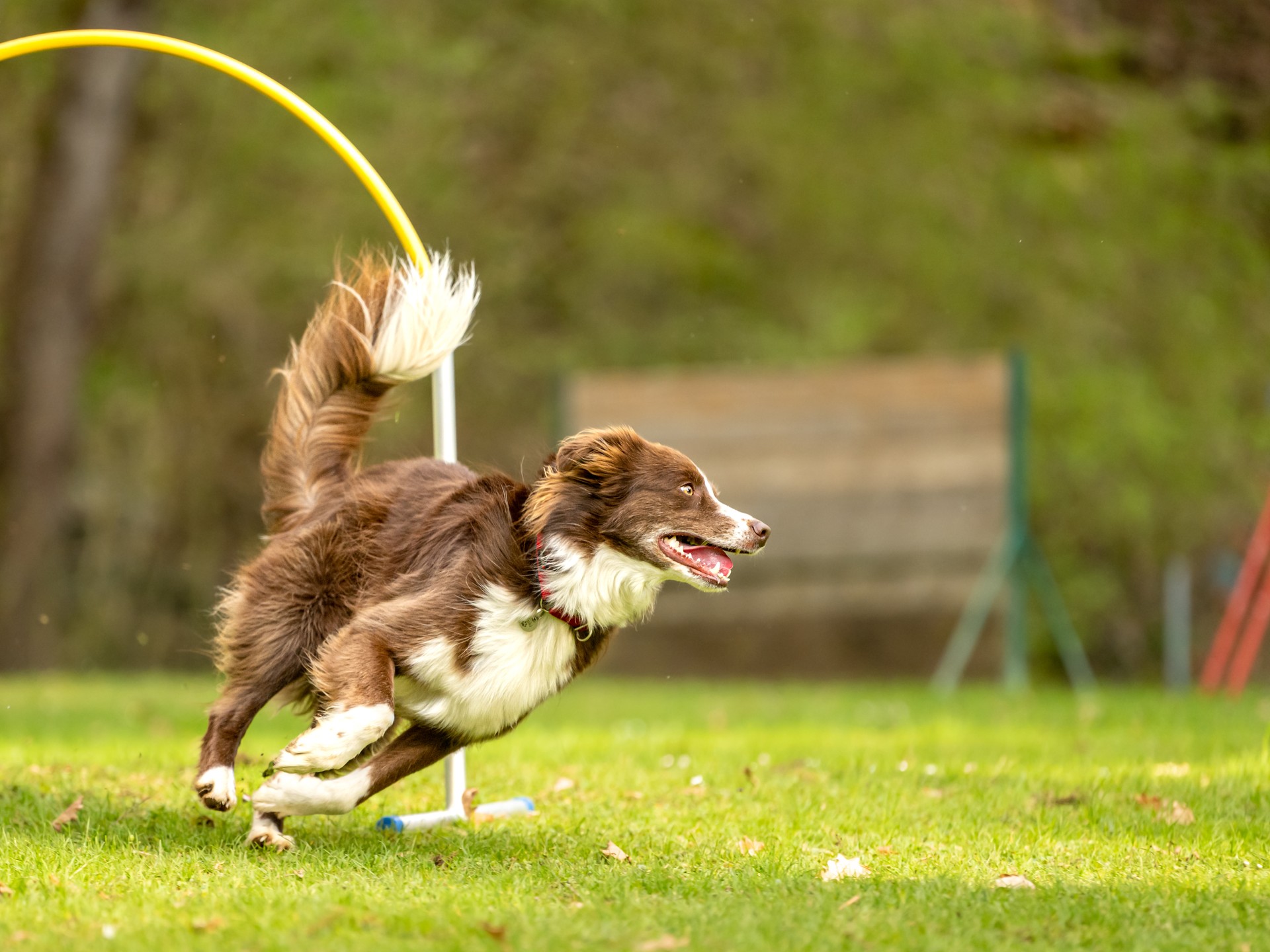 Schneller australischer Schäferhund läuft durch einen Bogen in Hoopers Kurs.