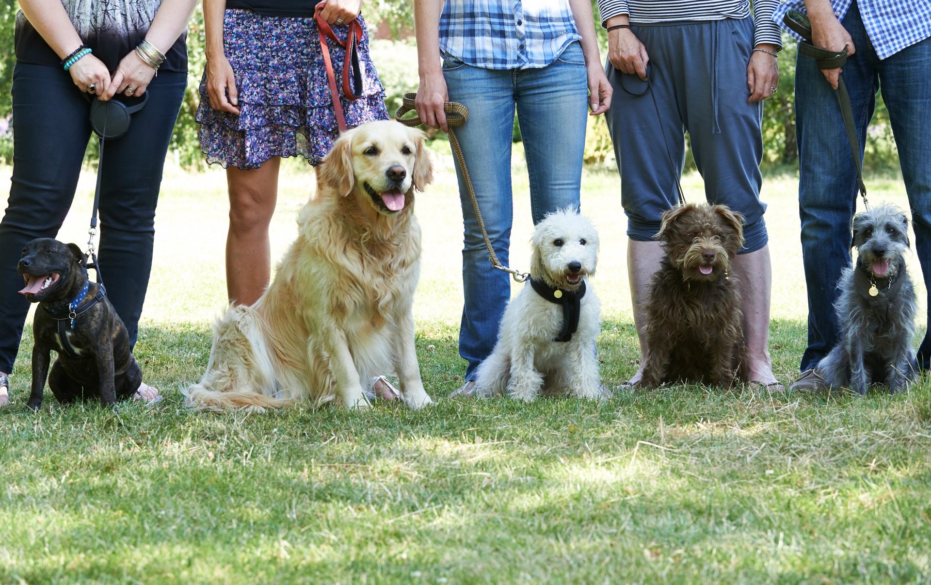 Gruppe der Hunde und Besitzer von Dressur